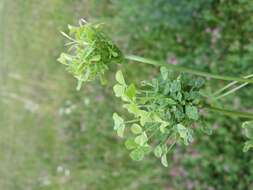 Image of white clover