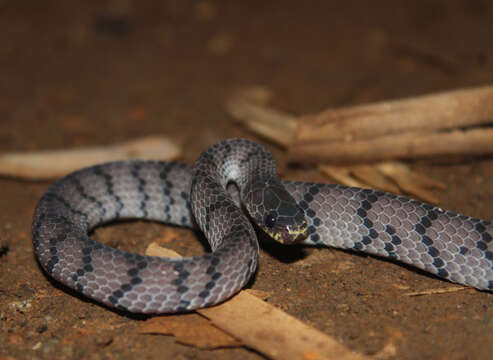 Image of Keeled Slug-eating Snake