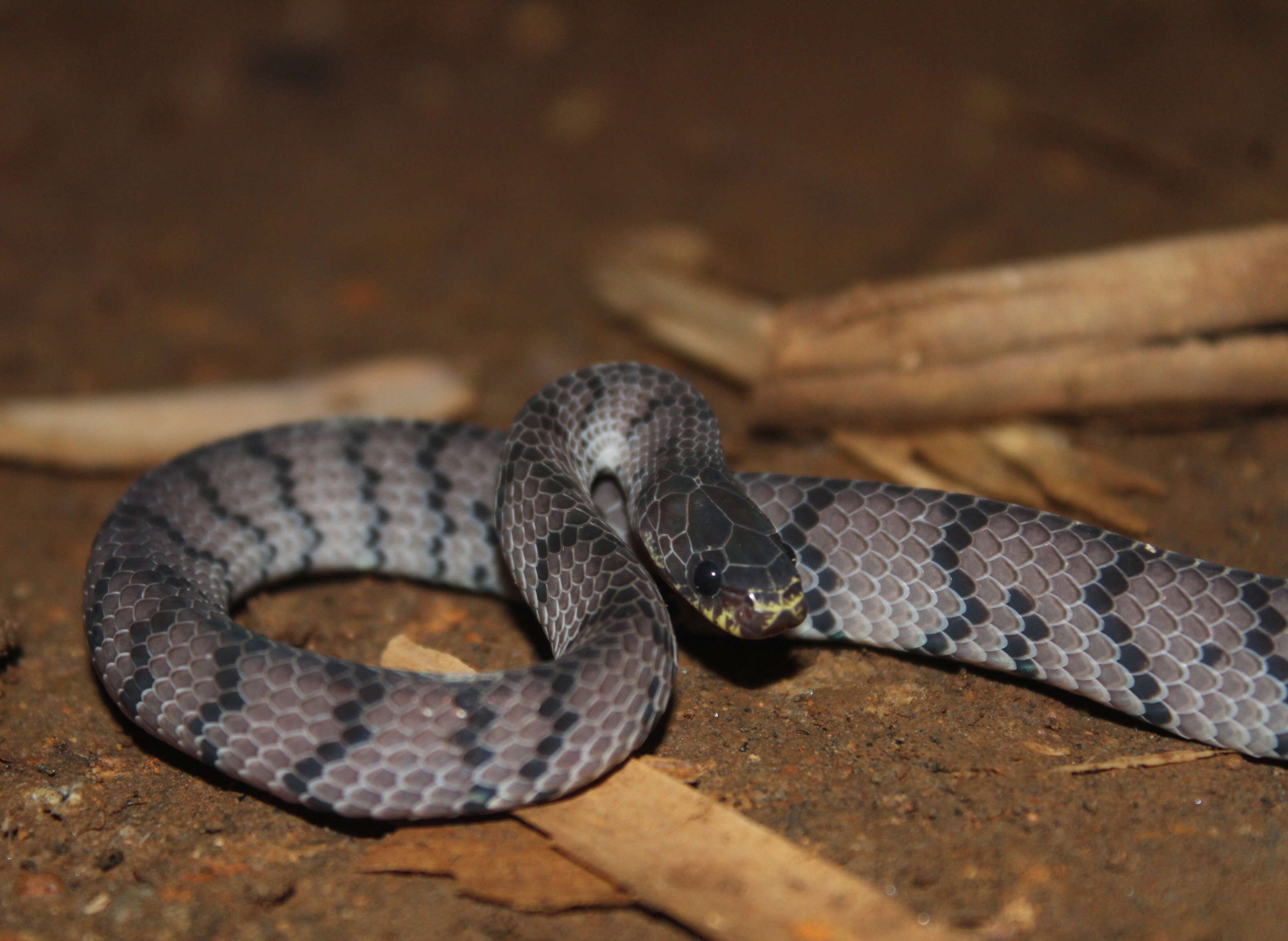 Plancia ëd Pareas carinatus (H. Boie 1828)