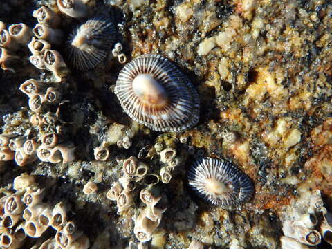 Image of striped false limpet