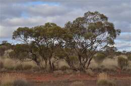 Image of Red Mallee