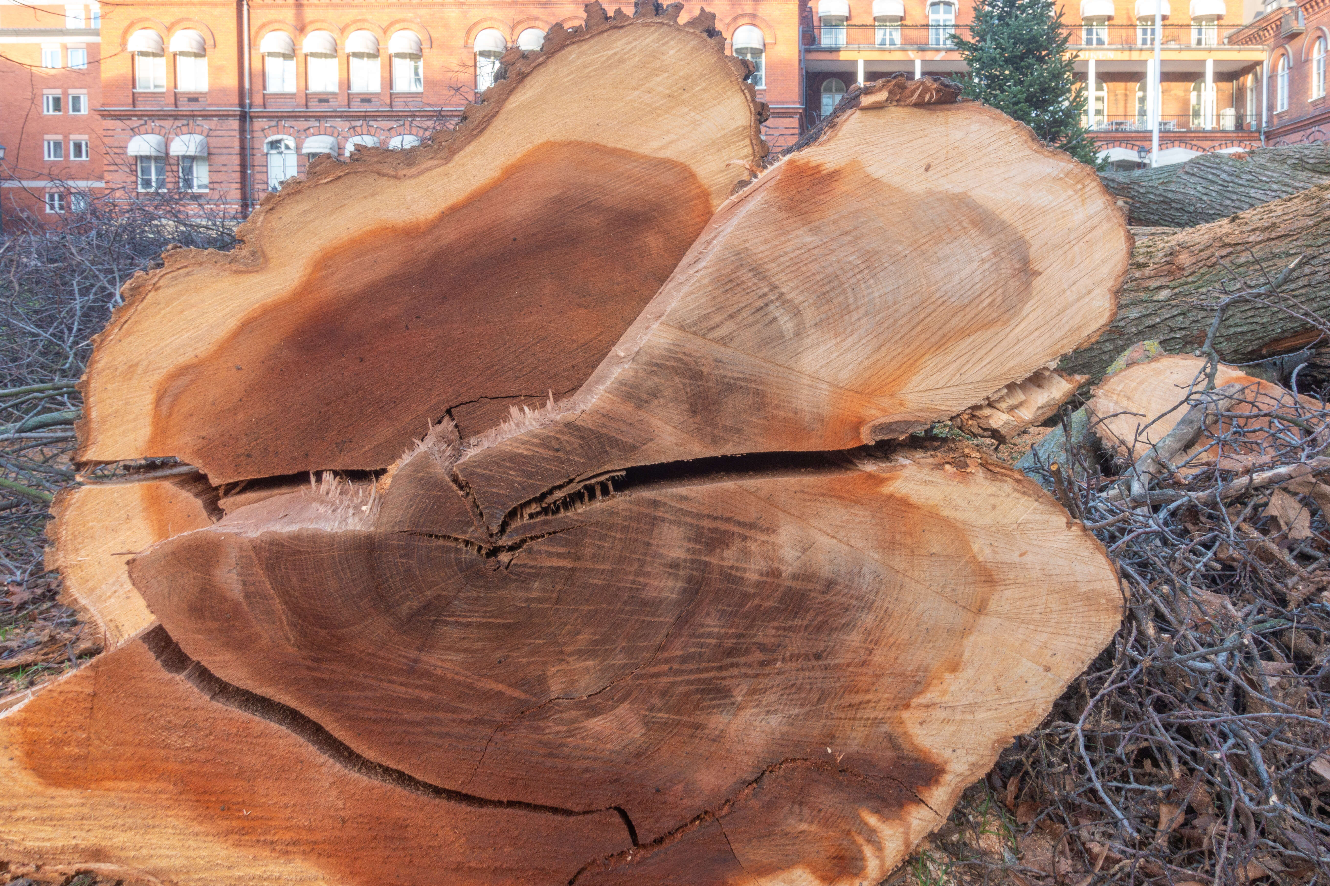 Image of Dutch elm disease