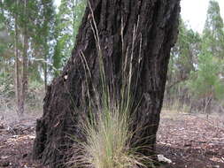 Image of Austrostipa setacea (R. Br.) S. W. L. Jacobs & J. Everett