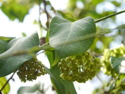 Image of Marsdenia volubilis (L. fil.) Cooke