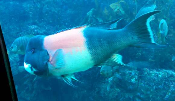 Image of sheepshead