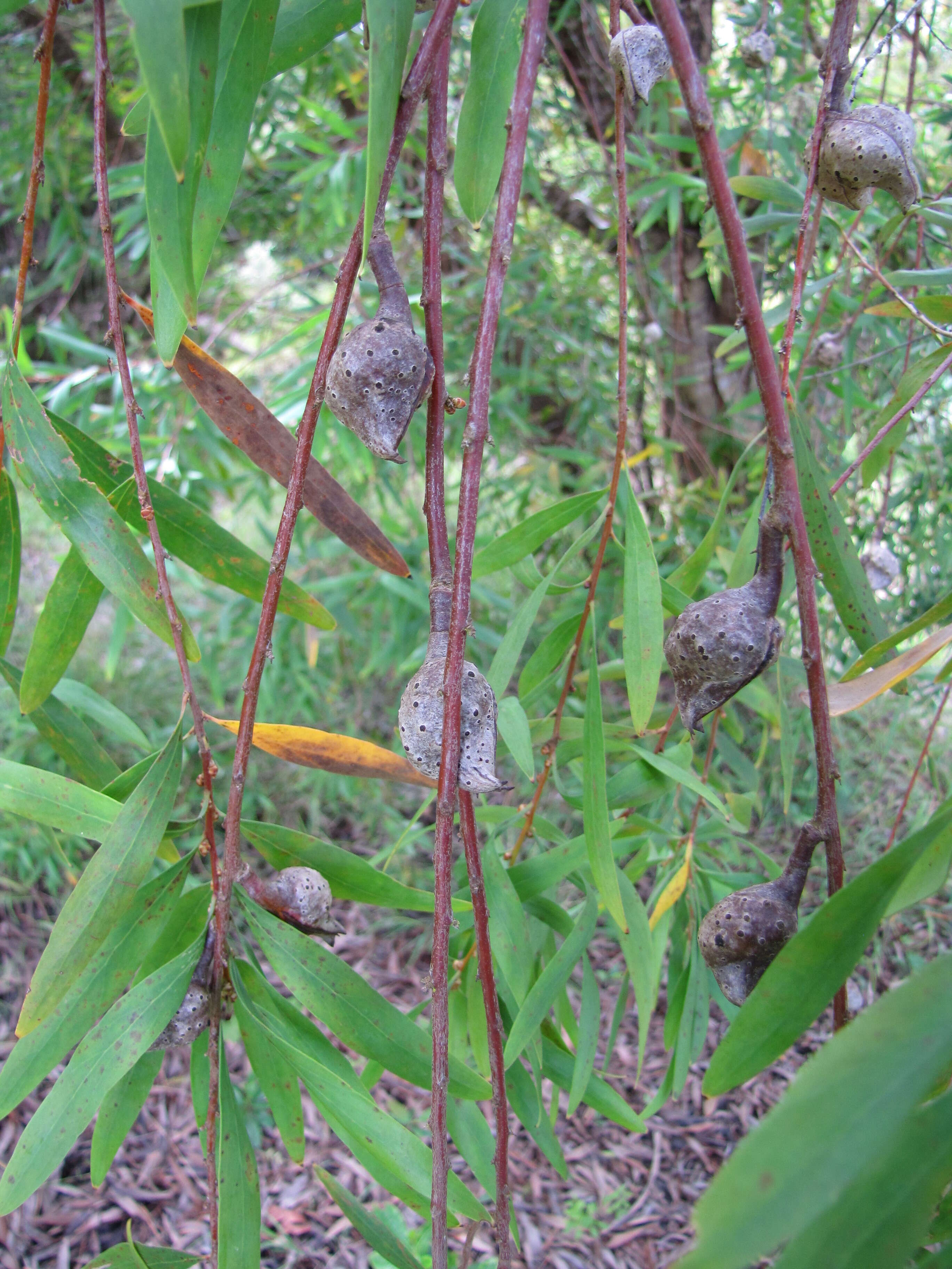 Image of Willow hakea