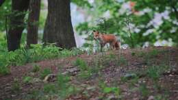 Image of Vulpes vulpes schrencki Kishida 1924