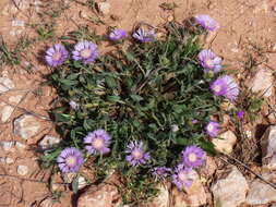 Image de Centaurea pullata L.