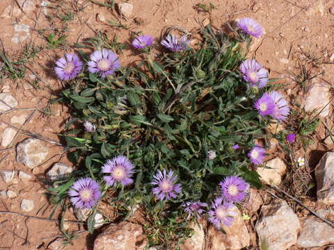 Image de Centaurea pullata L.