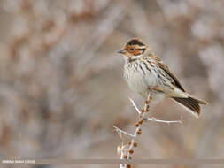 Image de Bruant nain