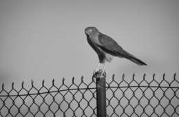 Image of Collared Sparrowhawk