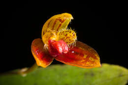 Image of Bulbophyllum catenulatum Kraenzl.