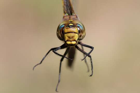 Image of Variable Darner