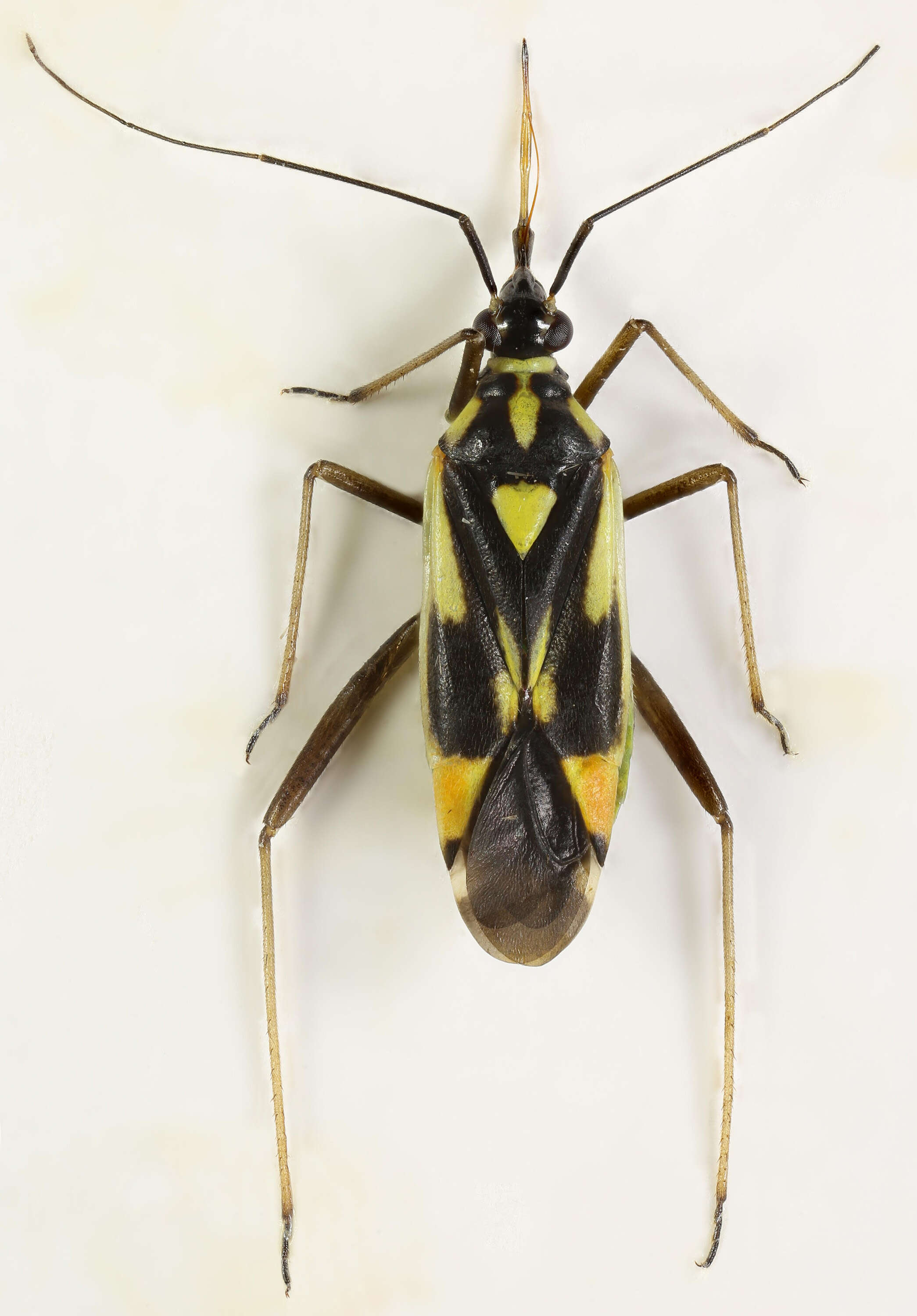 Image of Grypocoris stysi (Wagner 1968)