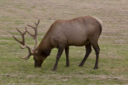 Image of Cervus canadensis roosevelti