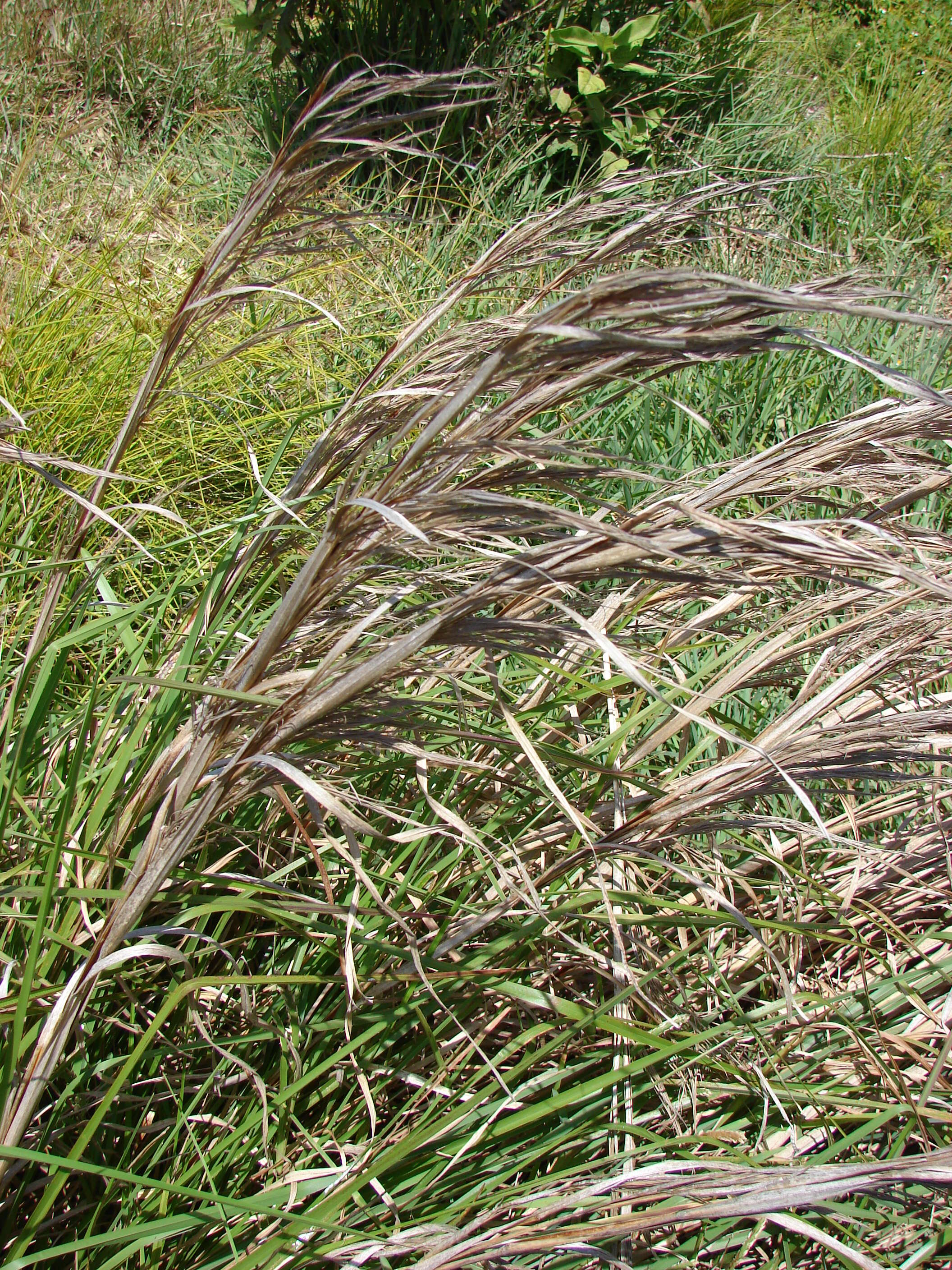 Imagem de Andropogon glomeratus (Walter) Britton, Sterns & Poggenb.