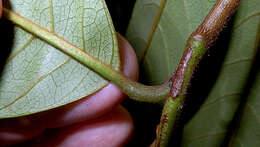 Image of Annona sylvatica A. St.-Hil.