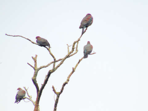 Image de Pigeon à bec rouge