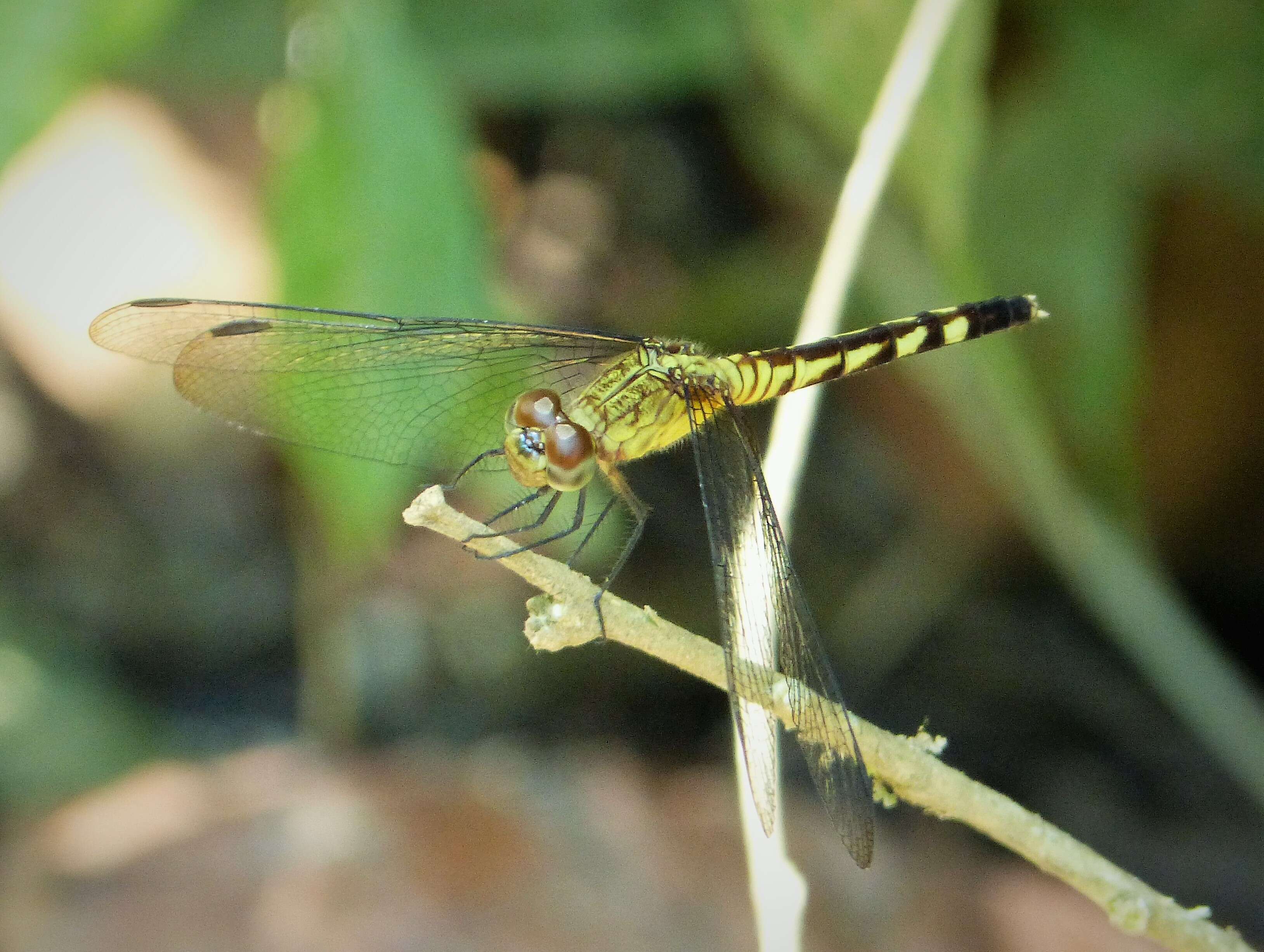 Image of Red-mantled Dragonlet