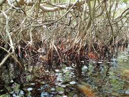 Image of red mangrove