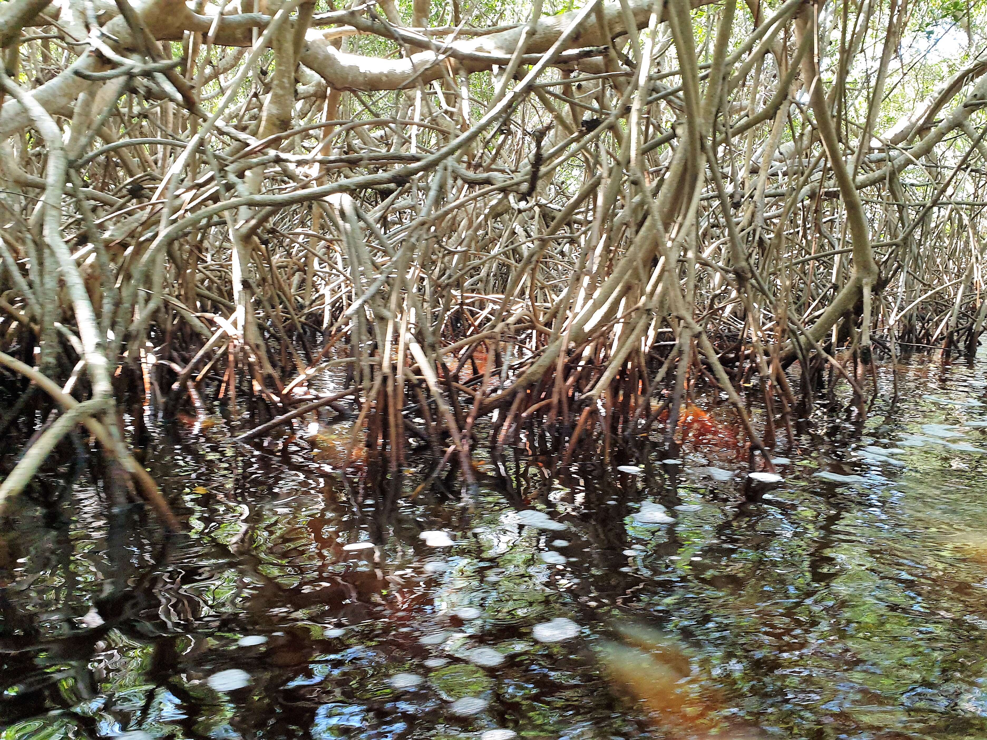 Image of red mangrove