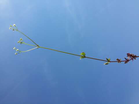 Image of Galium rotundifolium L.