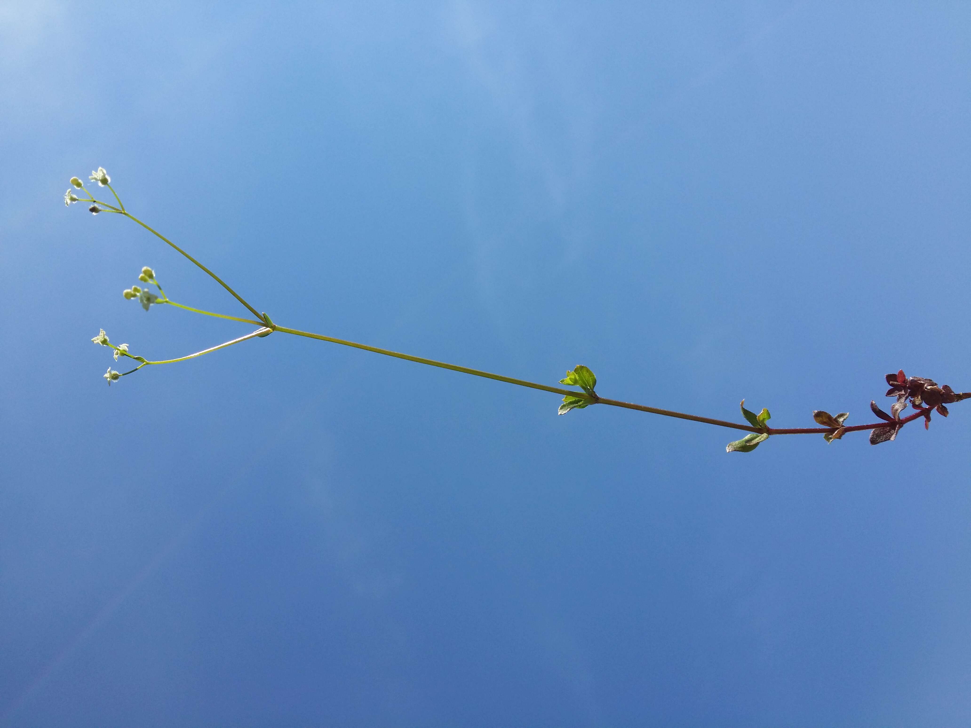 Image of Round-leaved Bedstraw