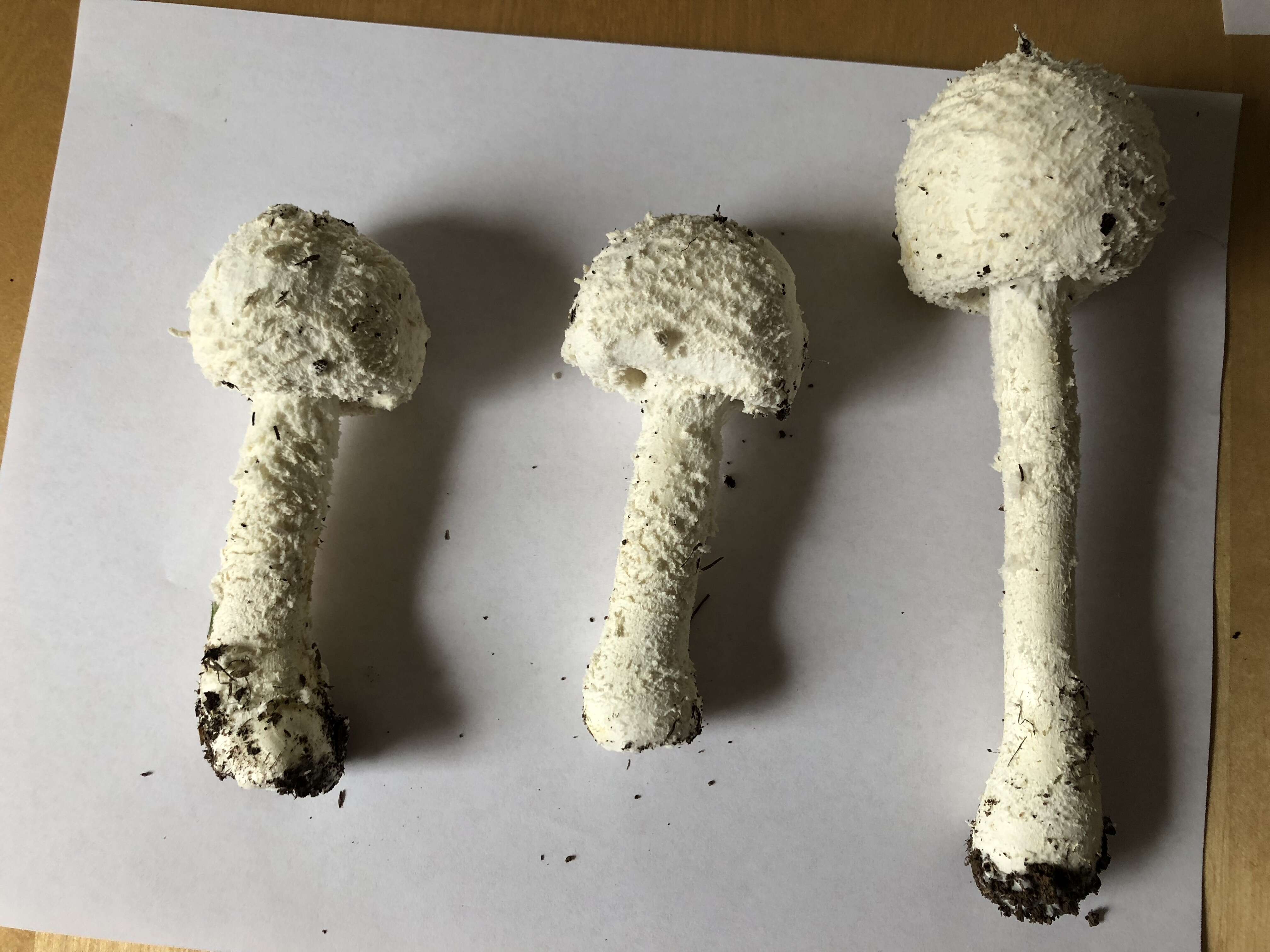 Слика од Saproamanita thiersii (Bas) Redhead, Vizzini, Drehmel & Contu 2016