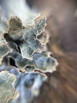 Image of Hammered shield lichen