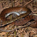 Image of Spotted Water Snake