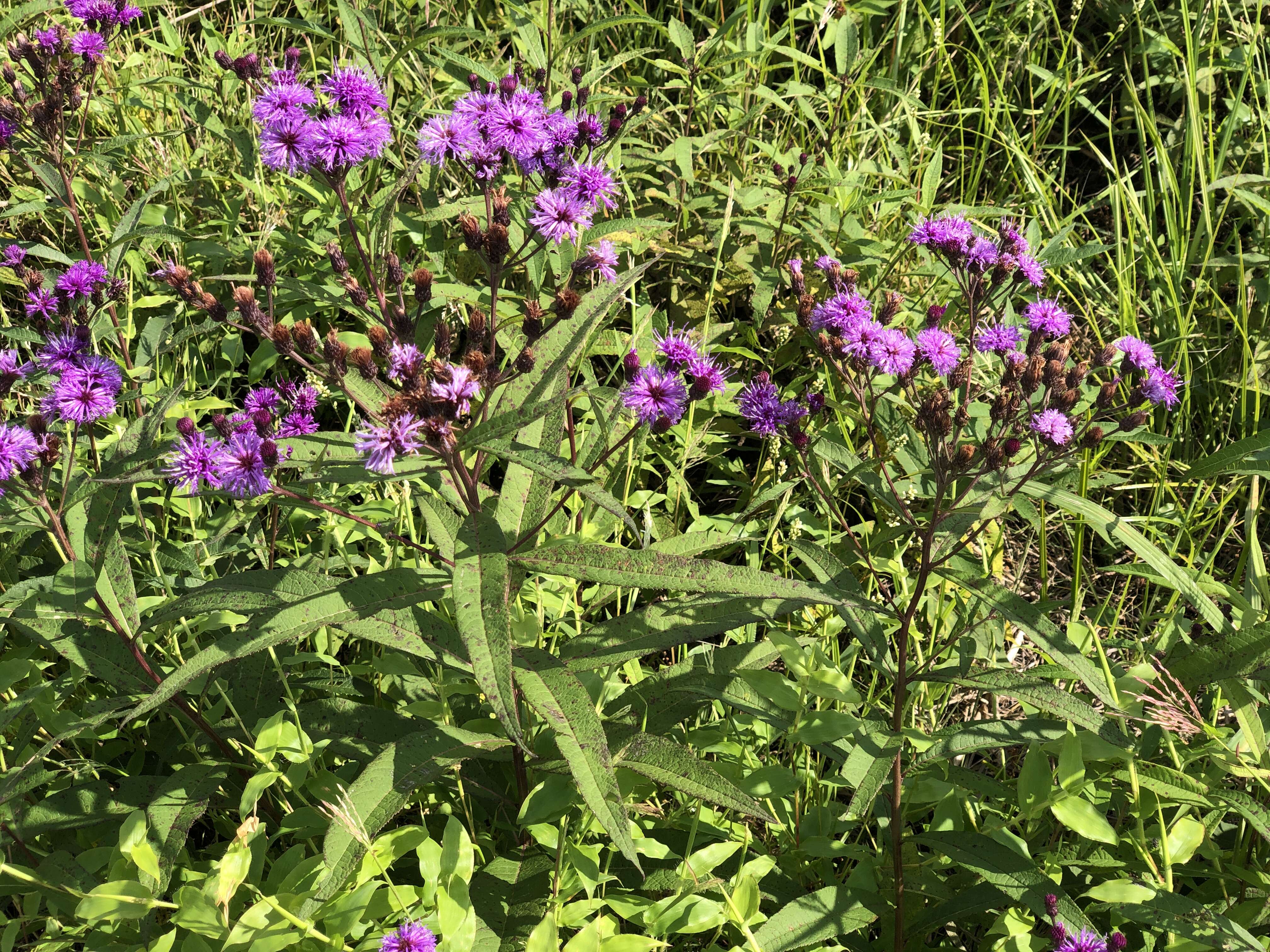 Imagem de Vernonia noveboracensis (L.) Willd.