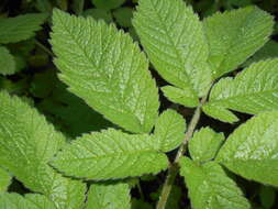 Imagem de Chaerophyllum aromaticum L.