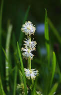 Image of Floating Bur-reed