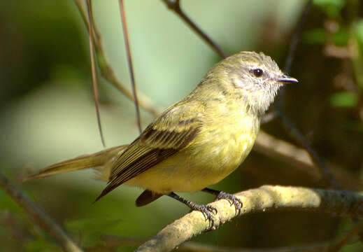 Plancia ëd Phyllomyias fasciatus (Thunberg 1822)