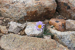 Image of largeflower fleabane