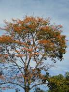 Imagem de Erythrina poeppigiana (Walp.) O. F. Cook