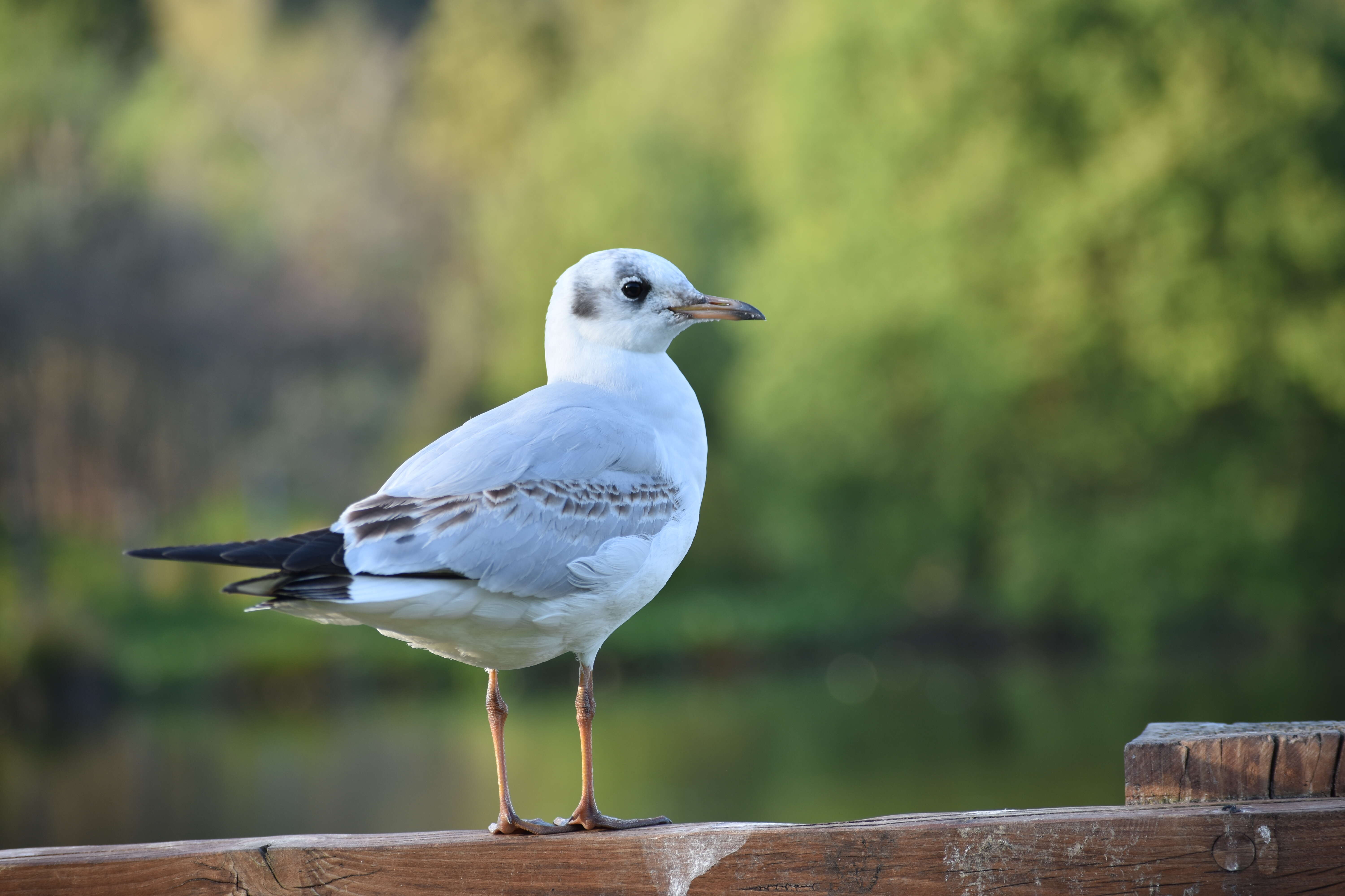 Image of Black-headed Gull