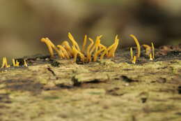 Imagem de Calocera cornea (Batsch) Fr. 1827