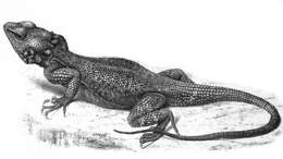 Image of Caucasian Agama