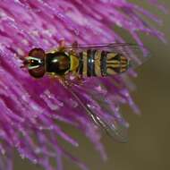 Image of Common Oblique Syrphid