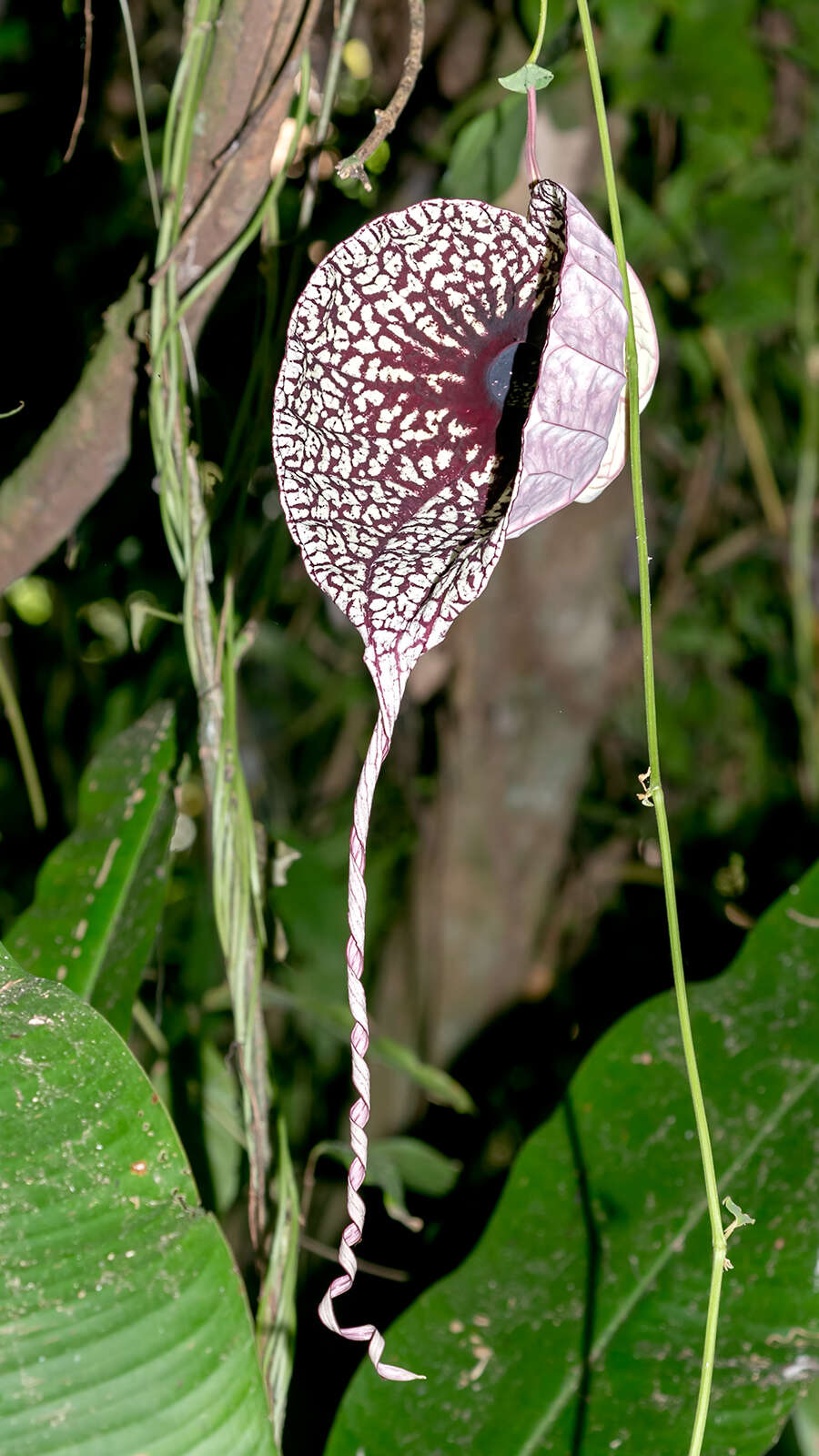 Image of pelicanflower