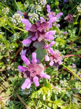 Image of purple archangel