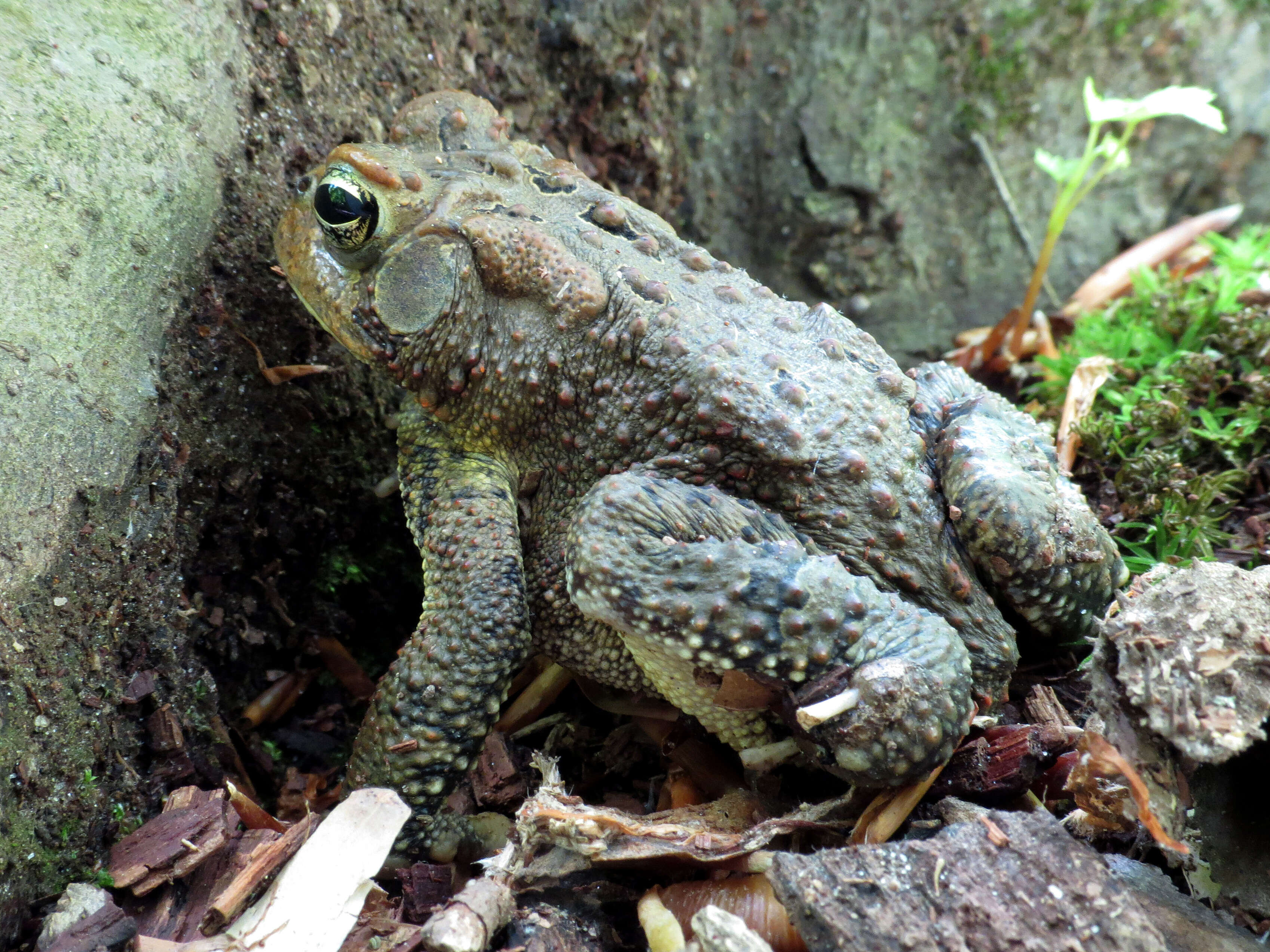 Image de Anaxyrus americanus (Holbrook 1836)