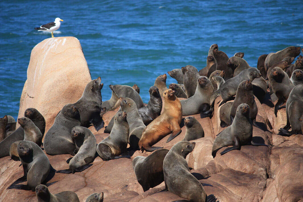 Image of South American Fur Seal