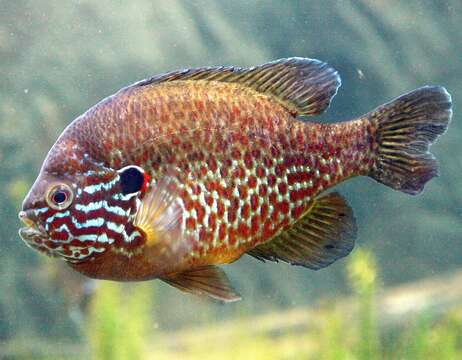 Image of Pumpkinseed