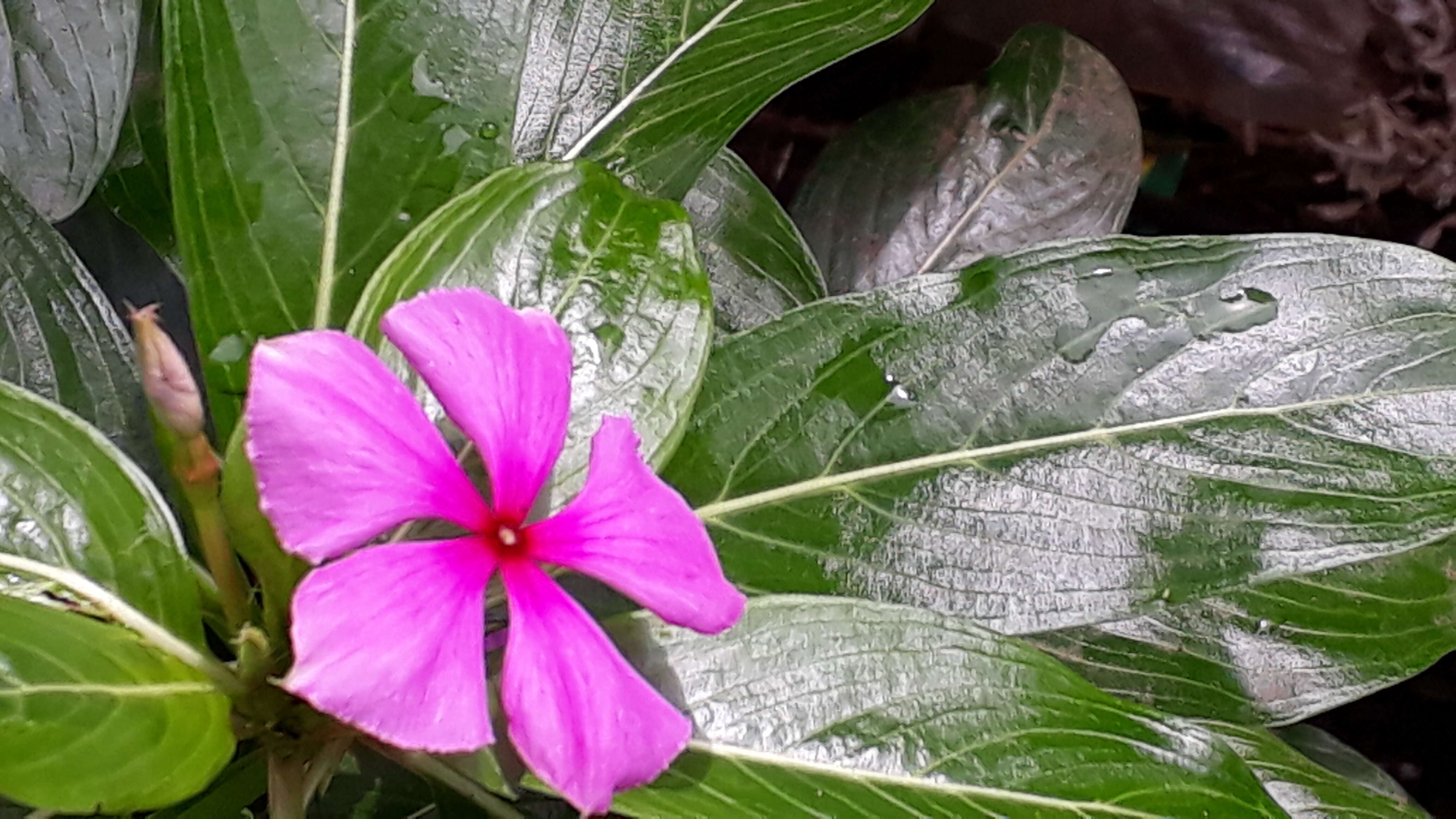 Image of Madagascar periwinkle