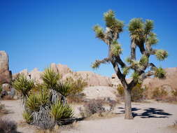 Image of Mojave yucca