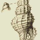 Image of Veprecula hedleyi (Melvill 1904)