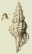 صورة Veprecula hedleyi (Melvill 1904)