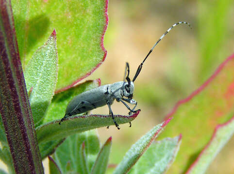 Image of Dectes texanus Le Conte 1862